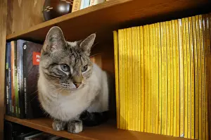 Shelf: A cat lying in the bookcase and observes