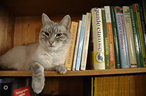 Shelf: A cat lying in the bookcase and observes France