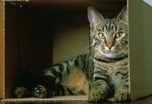 Cardboard: Cat - lying down in cardboard box