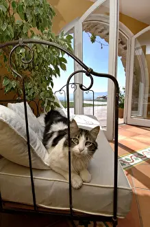 Sofas: Cat lying on the couch of a Provencal mas France
