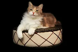 Bedtime: Cat lying on a cushion on a black background