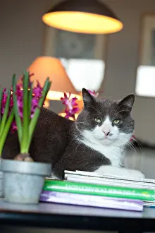 Book: Cat lying on a desk with hyacinthes in bloom