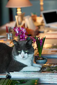 Book: Cat lying on a desk with hyacinthes in bloom