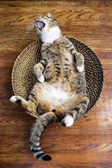 Drowsy: Cat lying on its back in a fruit basket yawning