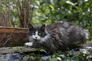 Ordinary: Cat lying in a garden Normandy France
