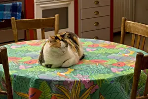 Tables: Cat lying on a kitchen table France