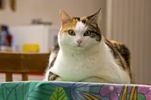 Tables: Cat lying on a kitchen table France