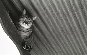 Metals: Cat lying under a roof Refuge of Beauregard France