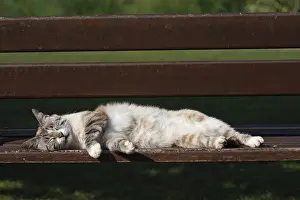 Dormant: Cat lying and sleeping on a bench in Var France