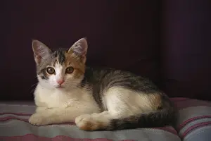 Sofas: Cat lying on a sofa
