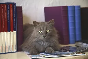 Book: Cat lying on a table with books
