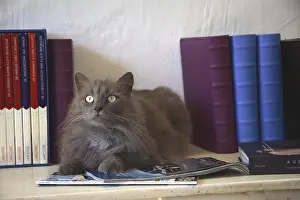 Book: Cat lying on a table with books