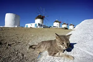 Bedtime: Cat lying in front of the windmills of Mykonos - Greece
