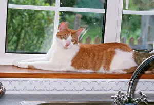 Windowsill: Cat - lying on windowsill