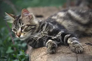 Softnesses: Cat lying on a wooden beam