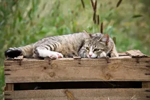 Board: Cat lying on a wooden box