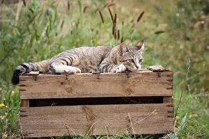 Board: Cat lying on a wooden box