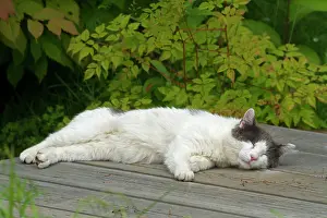 Materials: Cat lying on wooden deck at the water's edge - Canada