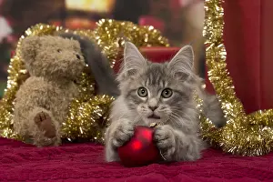 Baubles: Cat Maine Coon 3 month old kitten
