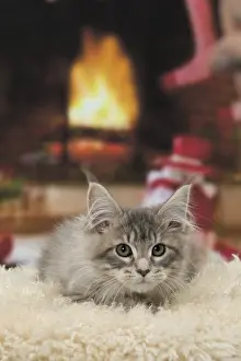 Fireside: Cat Maine Coon 3 month old kitten