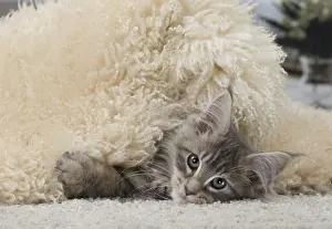 Rugs: Cat Maine Coon 3 month old kitten