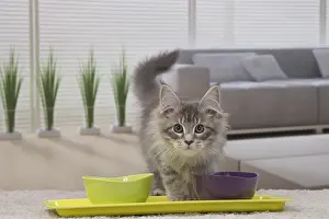 Meal: Cat Maine Coon 3 month old kitten