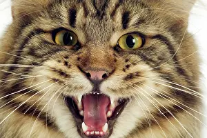 Miaowing: Cat - Maine Coon
