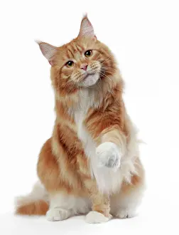Tilting: Cat Maine Coon