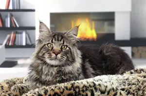 Fires: Cat Maine Coon