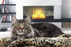 Fires: Cat Maine Coon