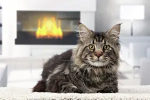 Fires: Cat Maine Coon