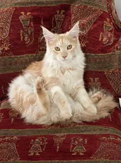 Chilled: Cat Maine Coon