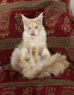 Chilled: Cat Maine Coon