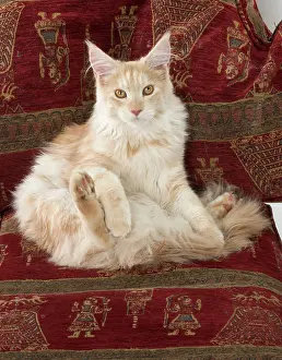 Chilled: Cat Maine Coon
