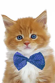 Ties: Cat - Maine Coon - 6 week old kitten wearing a blue bow tie