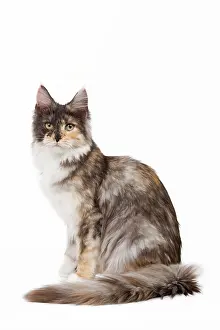 Tortoiseshells: Cat - Maine Coon - 7 month old Black tortie smoke