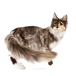 Tortoiseshells: Cat - Maine Coon - 7 month old Black tortie smoke