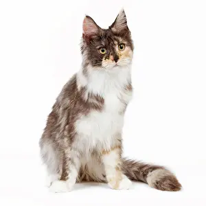 Tortoiseshells: Cat - Maine Coon - 7 month old Black tortie smoke