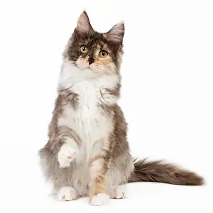 Tortie: Cat - Maine Coon - 7 month old Black tortie smoke