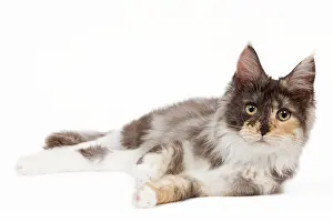 Tortoiseshells: Cat - Maine Coon - 7 month old Black tortie smoke & white