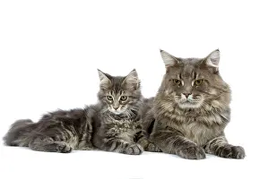 Blotched: Cat - Maine Coon blue blotched tabby - adult & kitten