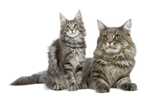Blotched: Cat - Maine Coon blue blotched tabby - adult & kitten
