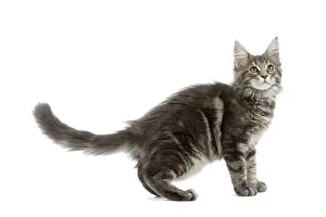 Blotched: Cat - Maine Coon blue blotched tabby in studio