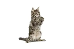 Blotched: Cat - Maine Coon blue blotched tabby in studio on hind legs