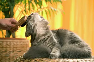 Brushed: Cat - Maine Coon cat being brushed