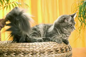 Brushed: Cat - Maine Coon cat being brushed
