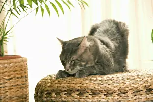 Woven: Cat - Maine Coon clawing top of woven bed