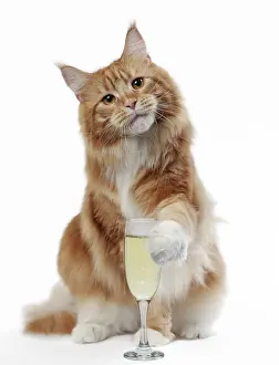 Coons: Cat - Maine Coon with glass of Prosecco / Champagne