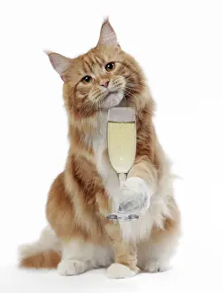 Coons: Cat - Maine Coon with glass of Prosecco / Champagne