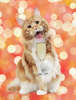 Coons: Cat - Maine Coon with glass of Prosecco / Champagne